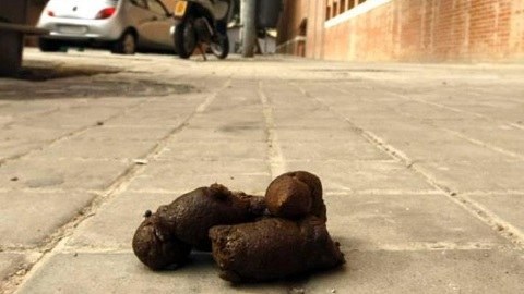 caca perro